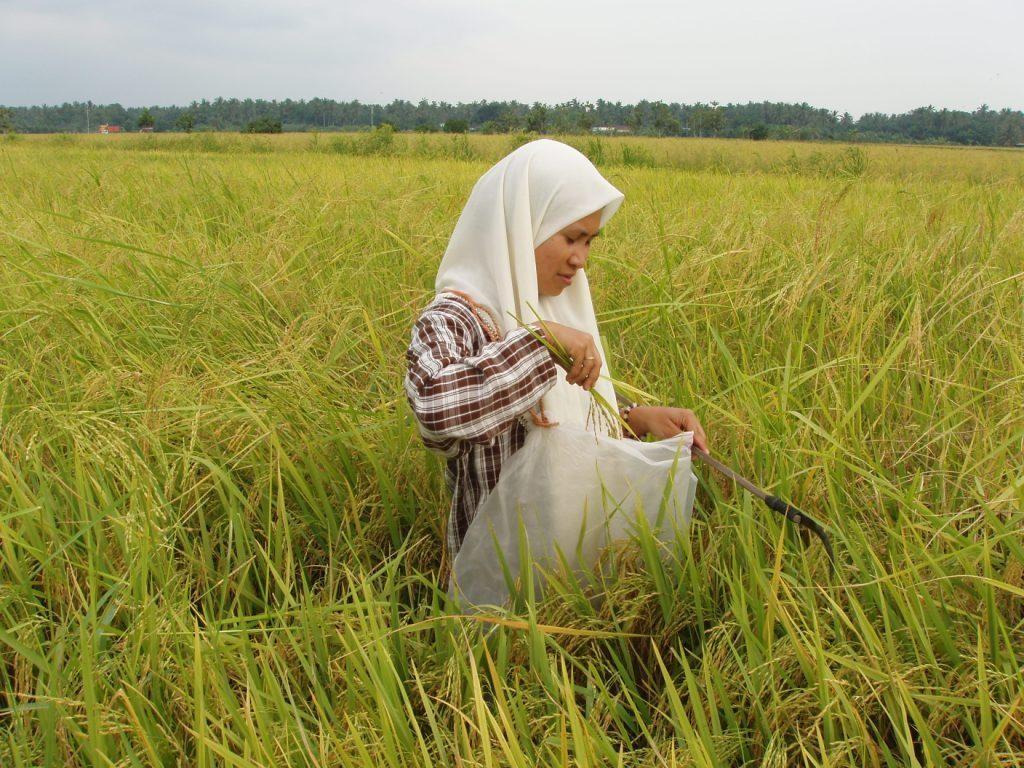 A Malaysian farmer manually removes weedy rice panicles by hand.