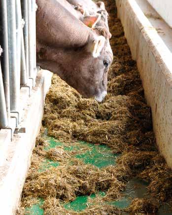 Animal-friendly feeding Optimum accessibility: The animals are able to reach their feed across the entire width of the belt.