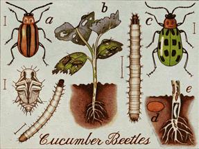 wilt (most damaging to cucumbers and muskmelons) 1-2