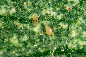 Mite management Usually more of a problem in hot, dry weather Excessive insecticide