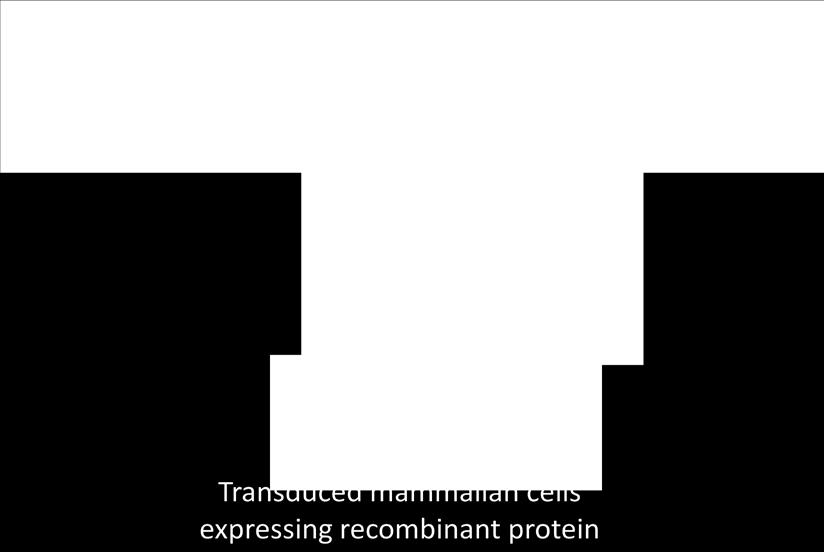 transduce your BacMam reagent for protein expression and detection.