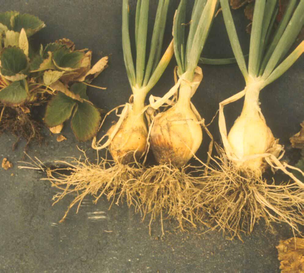 Under less severe infestation levels, symptom expression may be delayed until later in the crop season after a number of nematode reproductive cycles have been completed on the crop.