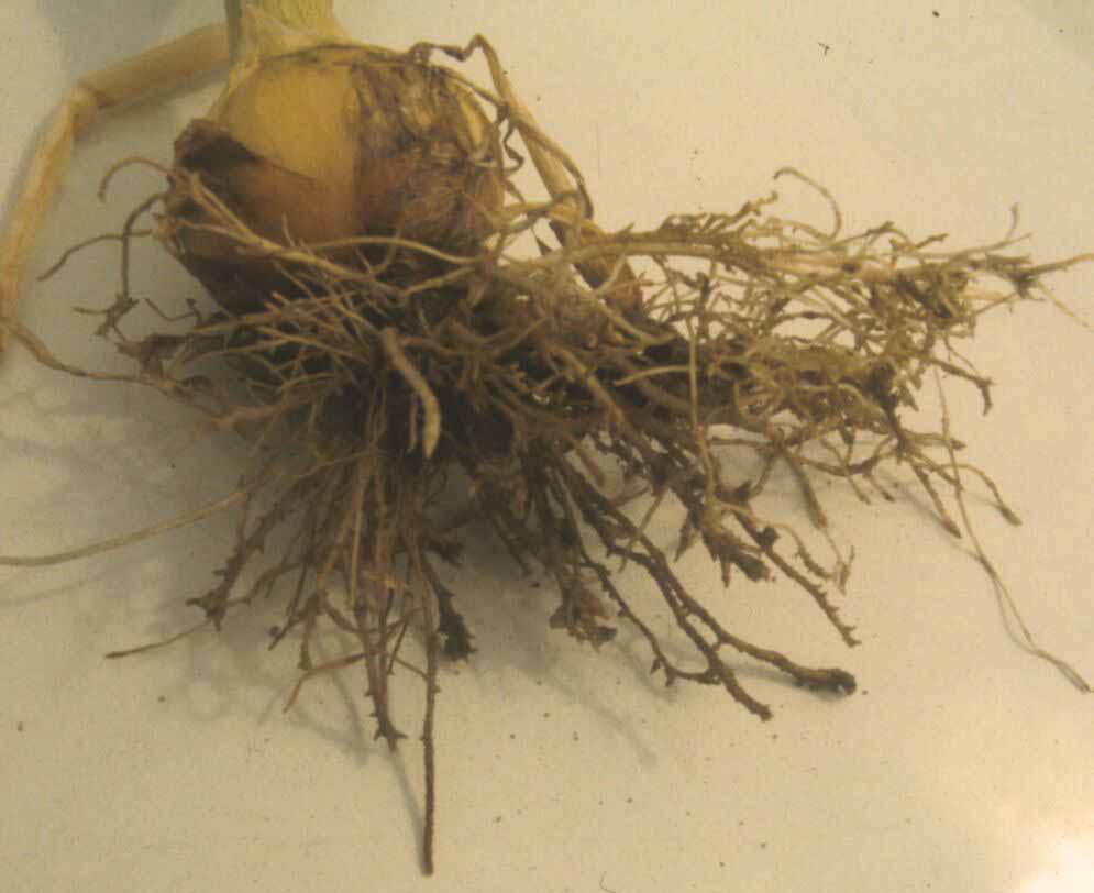 Nematode Management in Onions 3 Field Diagnosis & Sampling Figure 4. Sting nematode, Belonolaimus longicaudatus, induced symptoms on onion roots.