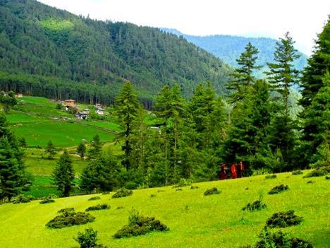 Environmental Conservation Constitution of Bhutan mandates - at least 60% of area under forest cover at all times to come.