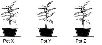 Example Scenario 1- Why is it a fair test? Changed variable Result (height of plant) Betty wanted to find out what type of soil was the most suitable for growing balsam plants.