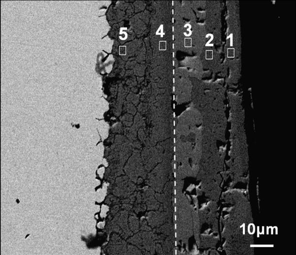 Figure 2. Cross-sectional morphologies of Fe-5Cr alloy oxidized at 650 for 7 h.