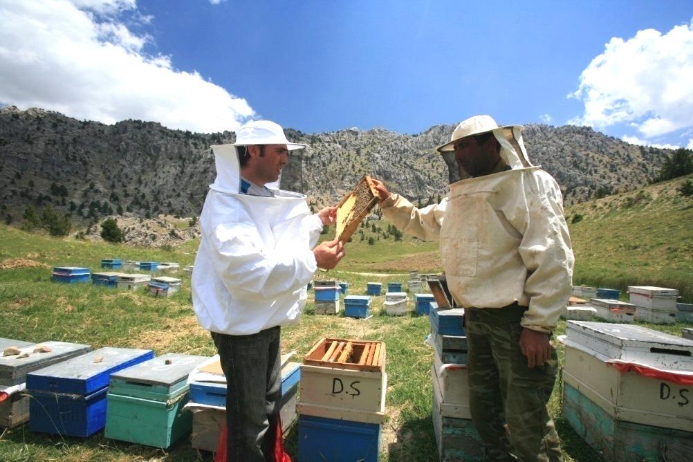 OBJECTIVES of TRAININGS Increasing yield of honey per hive, Rearing locally adapted queen bees, Colony management, Fighting bee diseases and