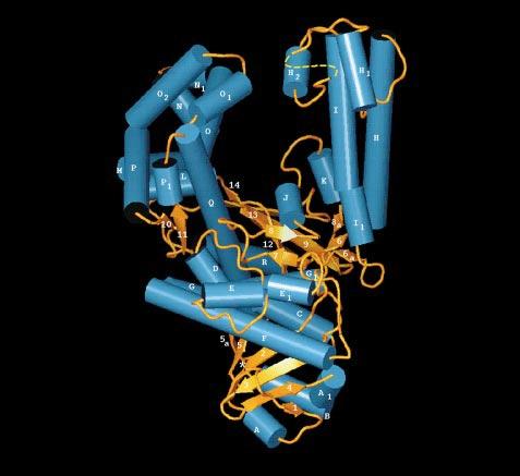 98 Structure 1997, Vol 5 No 1 Figure 1 (a) (b) 700 700 Topology of BF DNA polymerase. (a) Schematic representation in which helices are shown as blue cylinders and sheets as gold arrows.