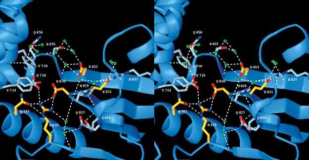 Research Article Structure of a thermostable Bacillus DNA polymerase Kiefer et al.