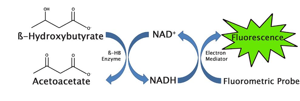 Related Products Figure 1. β-hydroxybutyrate (Ketone Body) Assay Principle. 1. MET-5005: Total Bile Acid Assay Kit (Fluorometric) 2. MET-5030: NAD + /NADH Assay Kit (Fluorometric) 3.