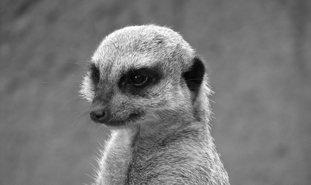 meercat. web-based software supply chain risk management supply chain assessment procurence sp. z o.