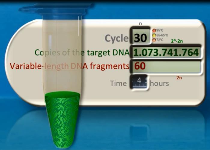 Complete PCR After 30 cycles, from only one molecule: 1,073,741,764 copies of target DNA