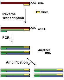 RT-PCR Principle Some priming methods for generating first strand cdna: Simplicity 1. Oligo(dT)-based priming: RNA with a poly(a) tail 2.