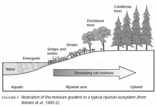Unit 2 - Lesson 2-2 - Worksheet 2c - Pilot Riparian Areas The riparian zone is the area of land adjacent to streams, rivers, lakes and wetlands, where the vegetation and soils are strongly influenced