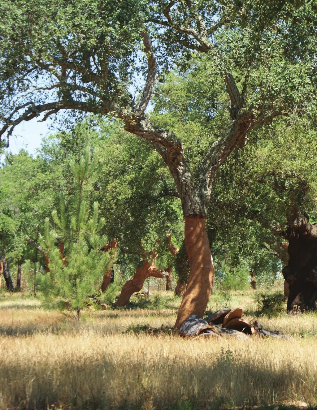 C ork comes from the bark of the cork oak tree, notable for being a renewable resource, with elasticity, resistance, low weight and impermeability to liquids and gases.