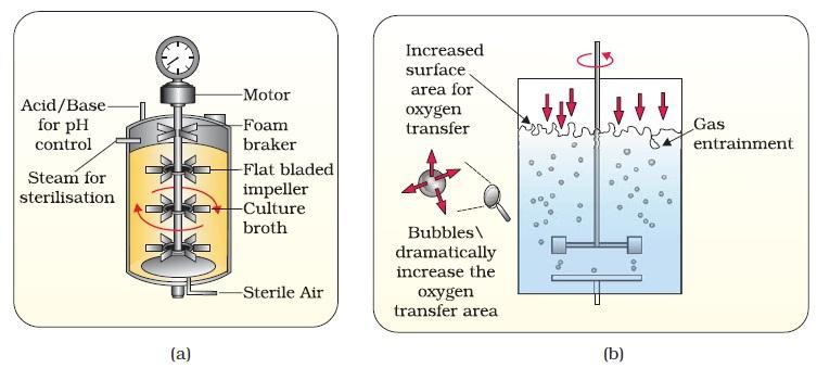 Fig: (a) Simple stirred-tank bioreactor; (b) Sparged stirred-tank bioreactor through whichsterile air bubbles are sparged 6.