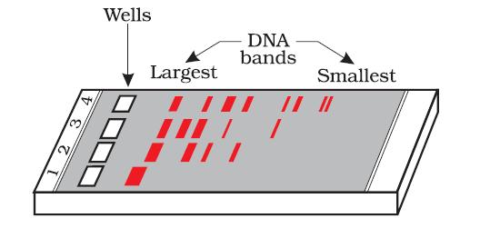 Fig: Diagrammatic representation of recombinant DNA technology Separation and isolation of DNA fragments : The cutting of DNA by restriction endonucleases results in the fragmentes of DNA.
