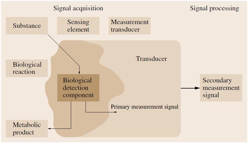 Biosensor Biosensor is a probe to register biological events and morphological structures Often, it is