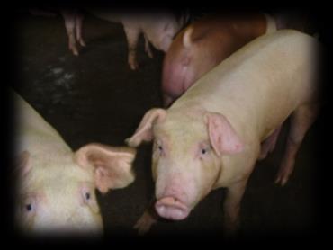 household Reduce environmental impact from swine