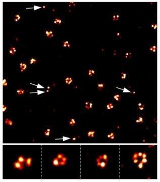 qpaint image With super resolution microscopy and qpaint analysis, researchers will be able to quantify individual molecules at specific locations in the cell.