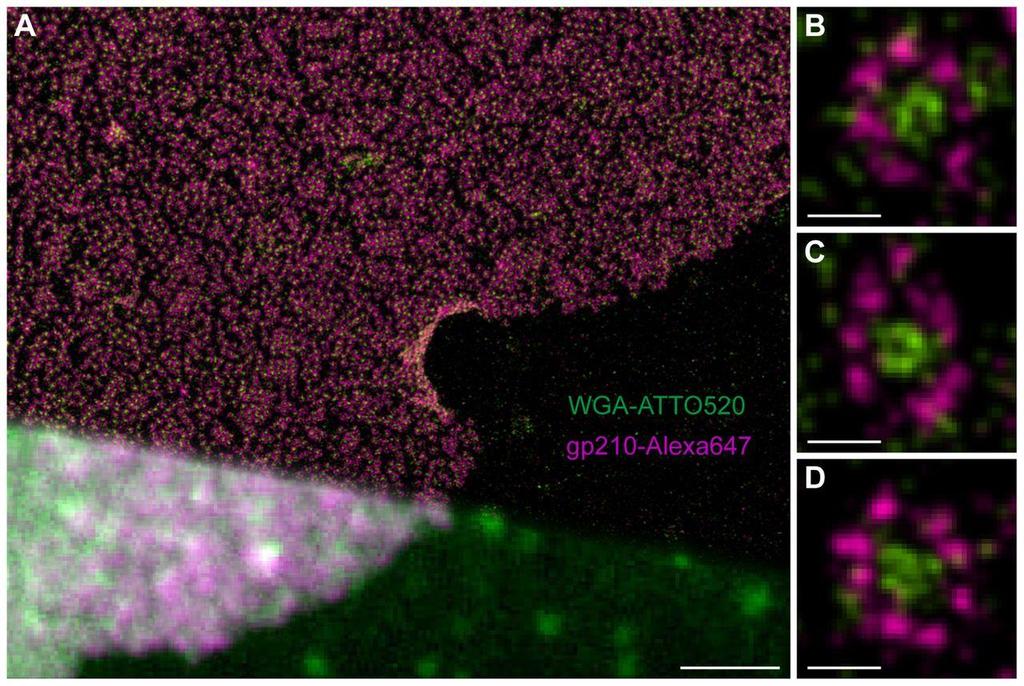 Multicolour NPC imaging Fig. 4.Two-color dstorm images of NPCs using WGA-ATTO520 and Alexa647-labeled secondary antibodies directed against an epitope of gp210 on the luminal side.
