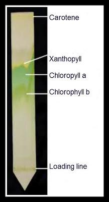 Chromatography from Greek χρῶμα chroma "color" and γράφειν graphein "to write". General chromatography: http://en.wikipedia.