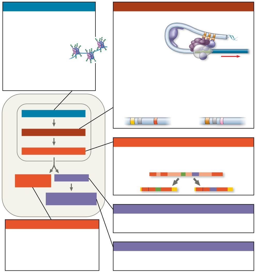 Figure 18.UN09 Chromatin modification Genes in highly compacted chromatin are generally not transcribed. Histone acetylation seems to loosen chromatin structure, enhancing transcription.