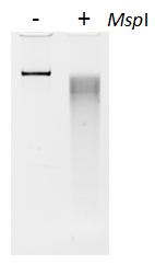 MspI digestion -Prepare the following reaction in a PCR tube:? µl Genomic DNA (2-200 ng, max 15 µl) 1.8 µl Tango 10X Buffer 1.