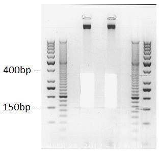Size selection of the ligated DNA -Prepare a 3% agarose TBE 0.5X gel, with additional wells at the bottom of the gel to facilitate gel excision.