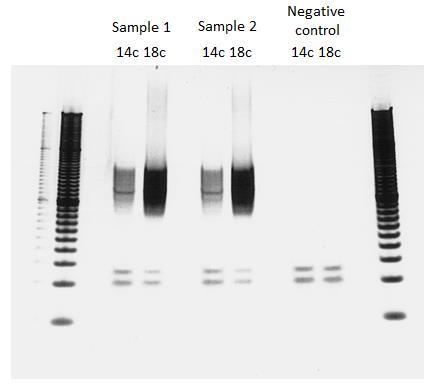 -Load the entire PCR products on a 4-20% Criterion TBE polyacrylamide gel with 2 µl of 20 bp DNA Ladder. -Run at 120V for 1 h (migration of 4.5 cm).
