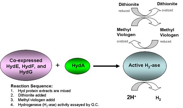 In vitro Hydrogenase activation: a robust platform to investigate hydrogenase maturation In vitro activation of heterologously expressed hydrogenase structural protein HydA (HydA ΔEFG ) by the