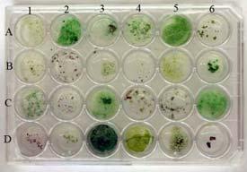Collection. Largest collection of cyanobacteria in the world Approx.