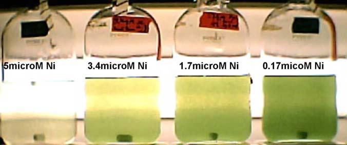 Ni 2+ Supplementation on Growth & H 2 Production by A. Maxima Damian Carrieri & Gennady Ananyev A. [Ni 2+ ] causes chlorosis during initial stage of photoautotrophic growth (130µE/m 2 sec). C. Ni 2+ stimulates cell s capacity to evolve hydrogen by 20 fold!