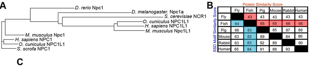 39 Figures Figure 1. Figure 1. Zebrafish Npc1 protein and function is highly conserved. (A) Phylogenetic tree of D. rerio (zebrafish), D. melanogaster (fly), S.