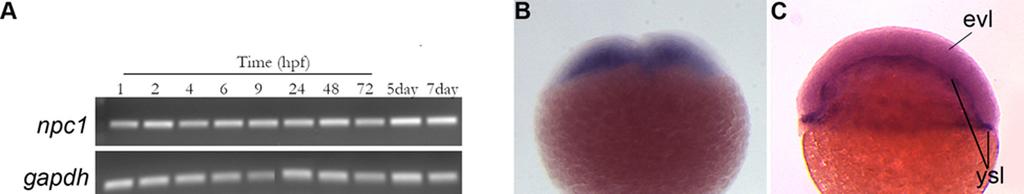 40 Figure 2. Figure 2. Expression of zebrafish npc1 during embryogenesis.