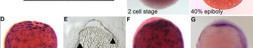 (B-H) Lateral (B-I) or dorsal (H ) views of embryos stained with a RNA probe for npc1; (B) in blastodiscs at the 2 cell