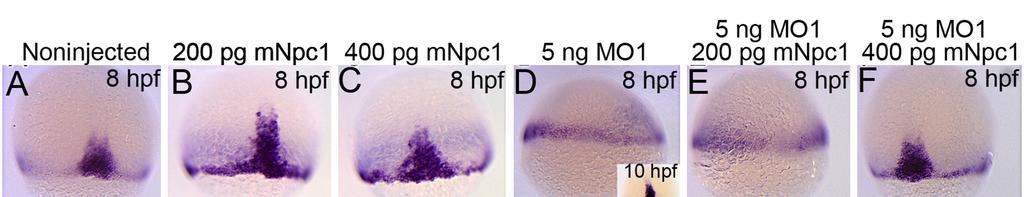 Figure 4. 42 Figure 4. Epiboly delay phenotypes in npc1-morphants are rescued by co-injection with mouse Npc1 mrna.