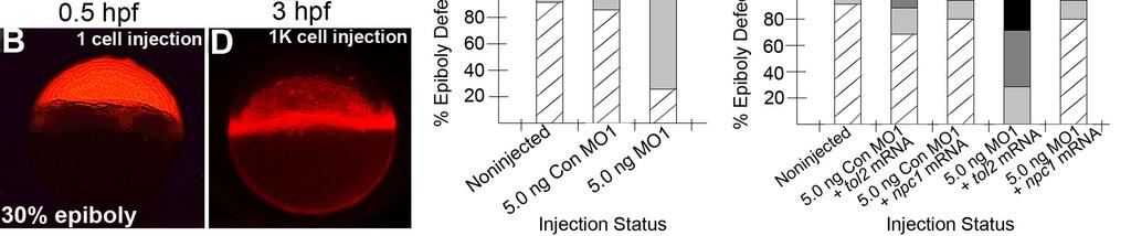 Figure 6. 44 Figure 6. Npc1 action in the YSL is critical for normal epiboly progression. (A,C) Schematic of injection strategies performed in this study.