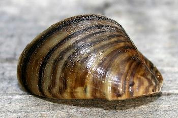River Wars: Influx of Zebra Mussels in the Hudson River Watershed By: