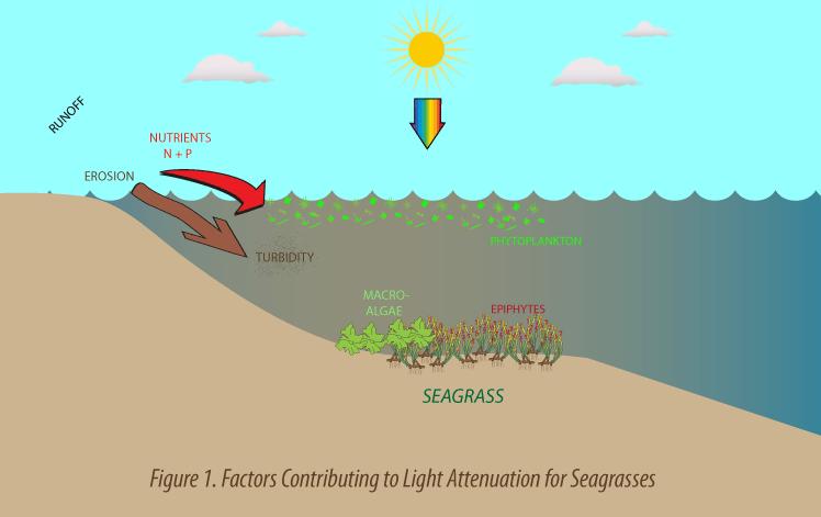 Questions and Hypotheses http://www.seagrassli.org/ecology/physical_environment/lt/light-attenuation-kp.