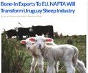 Uruguay has been exporting boneless sheepmeat to the US since 2003. Sheep Production Uruguay s 7.
