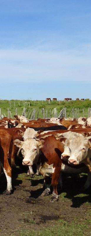 Investing in Cattle Production in Uruguay Uruguay Cattle Ranch & Cropland, 11,003 Acres Uruguay = 100% Cattle Traceability Uruguay is the only country in the world with 100% cattle traceability.