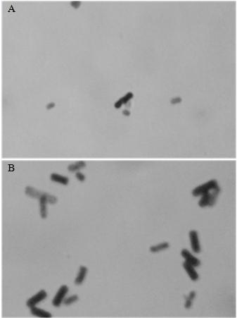 of 0.7. Samples were mixed by phage style mixing and incubated for 10 minutes at room temperature to allow for phage adsorption. The infected culture was diluted with H broth such that there was 0.