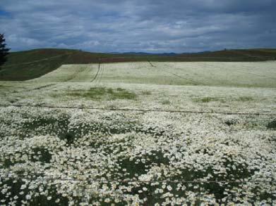 Current Agricultural Production in Region Perennial Crops Pyrethrum All crops are contracted to Botanical Resources Australia (BRA), whilst the company plans to increase