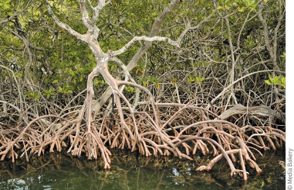 Mangrove forests Tropical equivalent of salt marshes Should cover >70% of