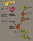 Genetic Engineering Why mix genes from species: refers to the direct The modified plants or manipulation of DNA animals are called by humans Genetically Engineered the insertion of DNA Organisms