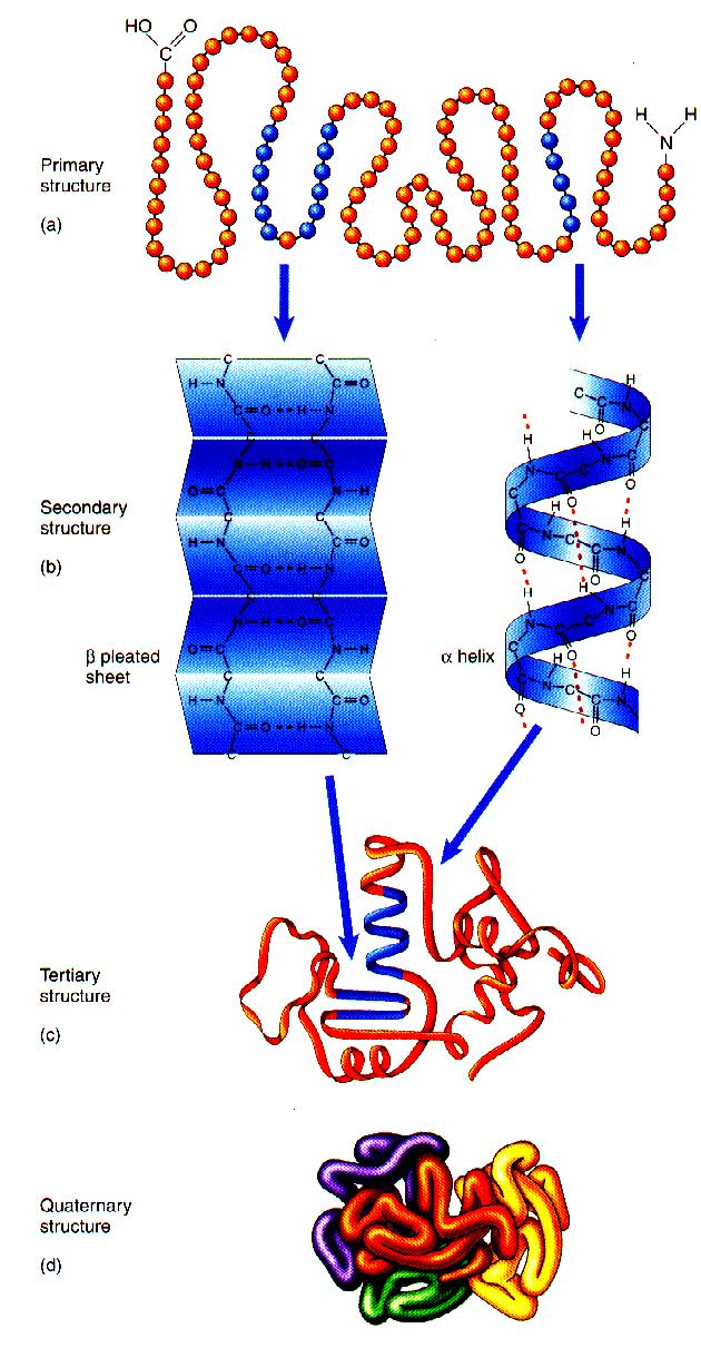 The Protein Folding Problem Protein folding is the translation of primary sequence information into secondary, tertiary and quaternary structural