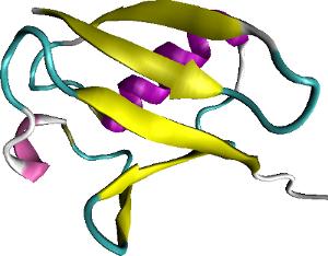 Protein 3-D Structure The 3-dimensional fold of a protein is