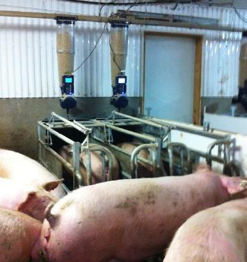 Free Access Electronic Sow Feeders