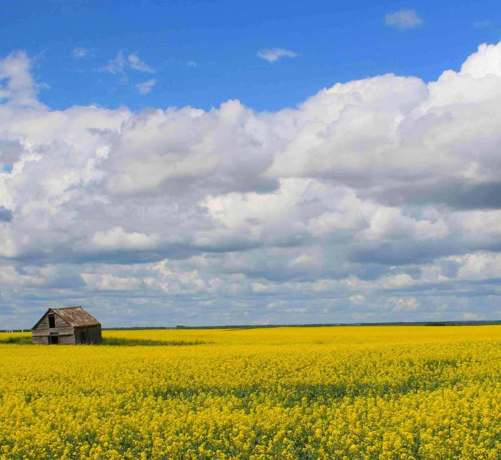 Could canola reduce AMF detection in Black soil?